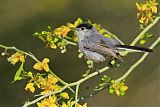 Black-tailed Gnatcatcher